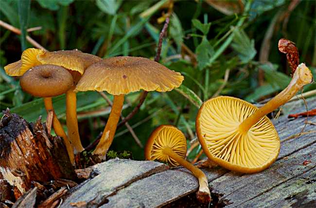 Chrysomphalina chrysophylla